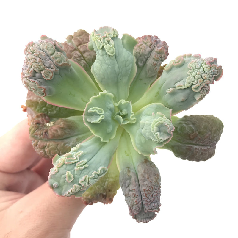 Echeveria 'Linguas' 3" Succulent Plant