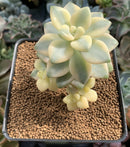 Graptoveria 'Titubans' Variegated 2” Succulent Plant