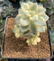 Graptoveria 'Titubans' Variegated 2” Succulent Plant