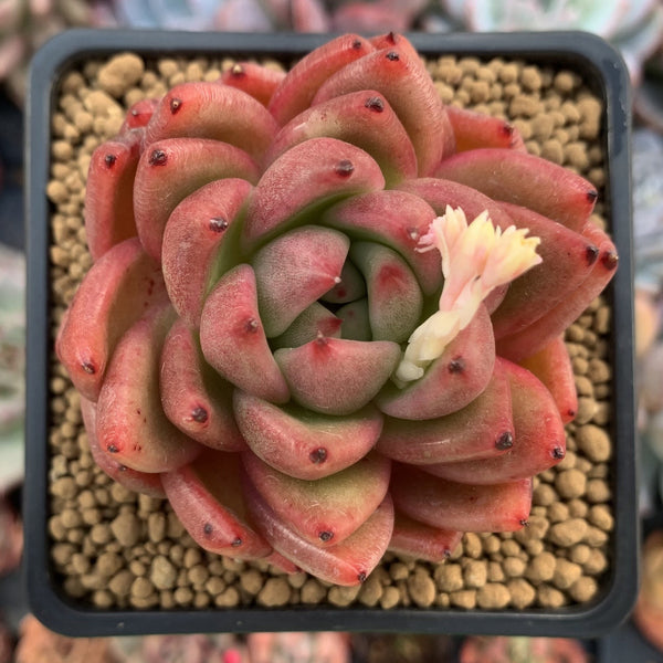 Echeveria Agavoides sp. 3" Succulent Plant