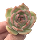 Echeveria 'Rosanna' Small 1"-2" Succulent Plant