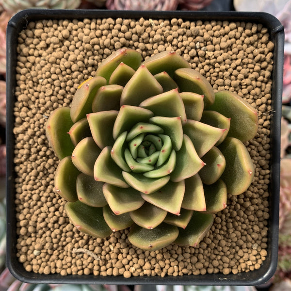 Echeveria Agavoides 'Walshire' 2"-3" Succulent Plant