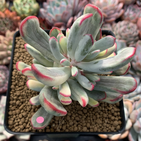 Cotyledon 'Orbiculata' Variegated 4" Succulent Plant