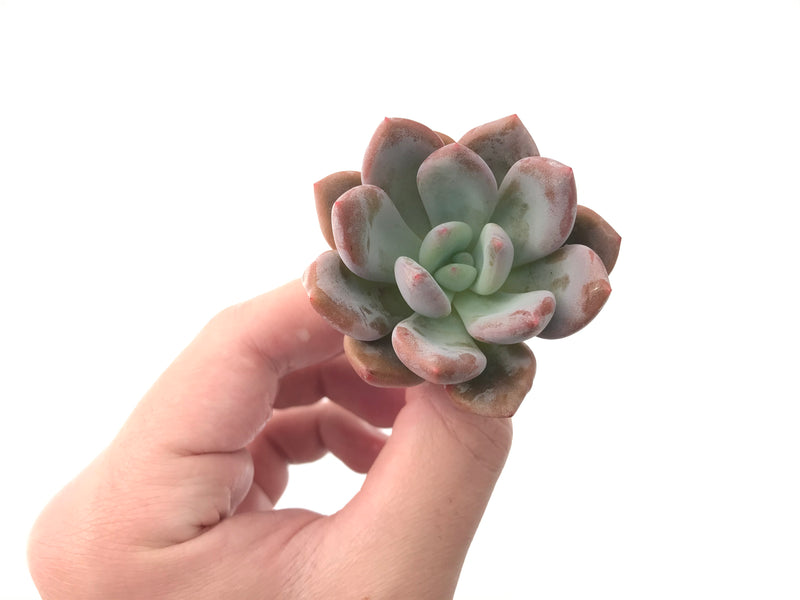 Echeveria 'Monroe Queen' 1"-2" New Hybrid Succulent Plant