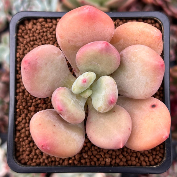 Pachyphytum 'Doctor Cornelius' 2" Succulent Plant