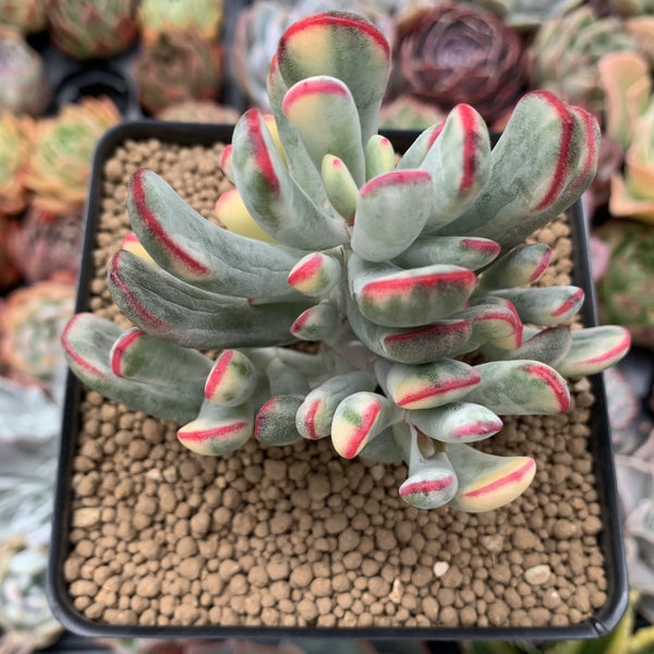 Cotyledon 'Orbiculata' Variegated 4" Succulent Plant