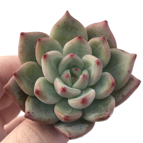 Echeveria Agavoides 'Shallot' Hybrid 1" Succulent Plant