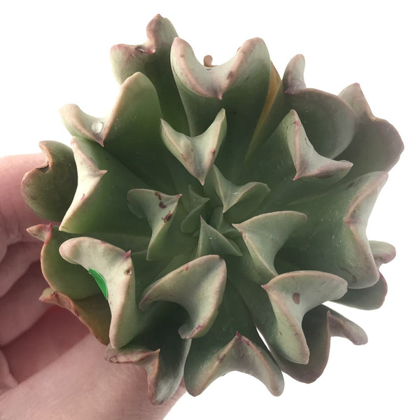 Echeveria 'Black Hawk' 2"-3" Succulent Plant