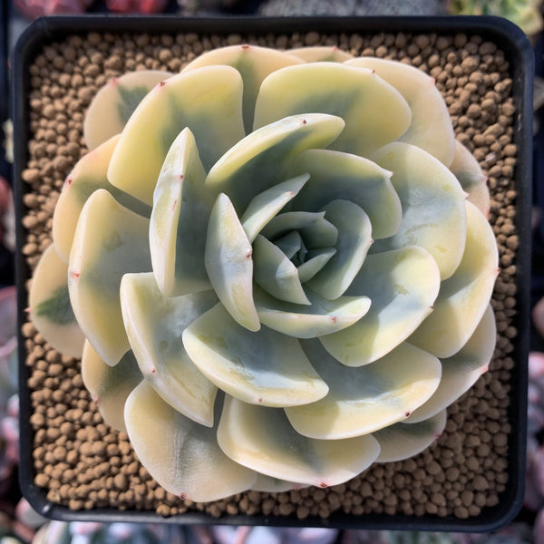 Echeveria Runyonii Variegated (Aka Echeveria 'Akaihosi' Variegated) 4" Succulent Plant