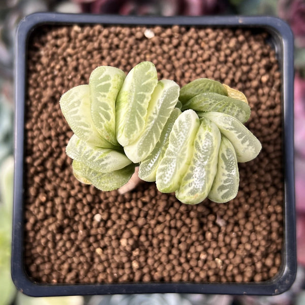 Haworthia Truncata Variegated 1"-2" Succulent Plant