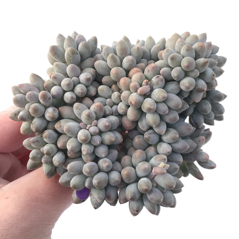 Pachyveria 'Baby Finger' 5" Cluster Succulent Plant