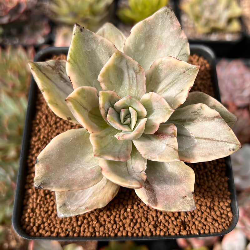 Graptopetalum 'Bainesii' Unique Striated Variegated 2"-3" Succulent Plant