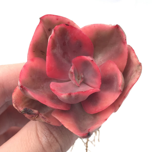 Echeveria 'Golden State' Variegated 2” Rare Succulent Plant