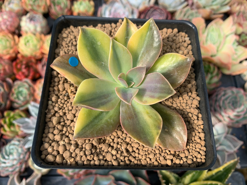 Graptoveria 'Fred Ives' Variegated 3" Succulent Plant