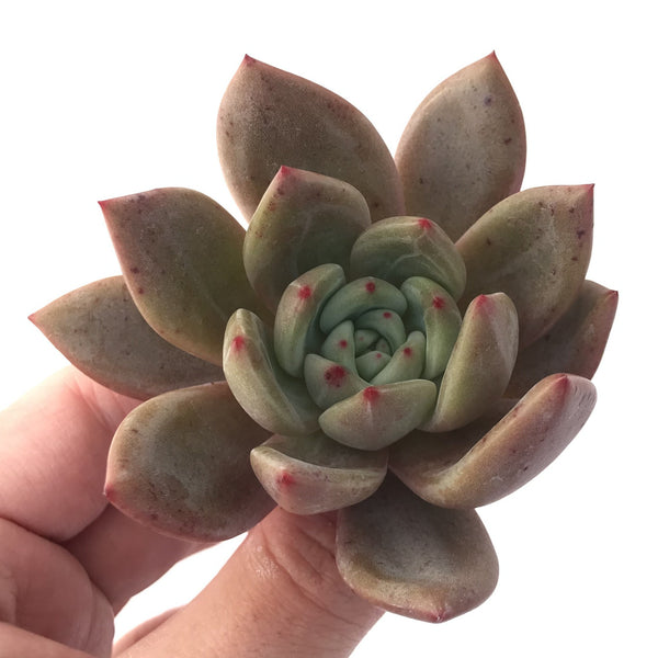 Echeveria Agavoides 'Baekya' 3" Succulent Plant