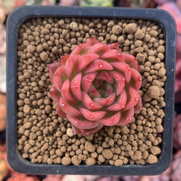 Echeveria Agavoides 'Angela Star' 1" Small Succulent Plant