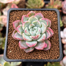 Echeveria sp. 2" Succulent Plant