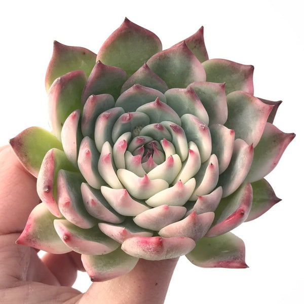 Echeveria 'Chihuahuaensis' Variegated 4" Succulent Plant