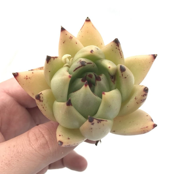 Echeveria Agavoides ‘Royal’ 3” Rare Succulent Plant