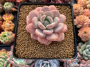 Echeveria 'Ice Cream' Powdery 2"-3" Succulent Plant