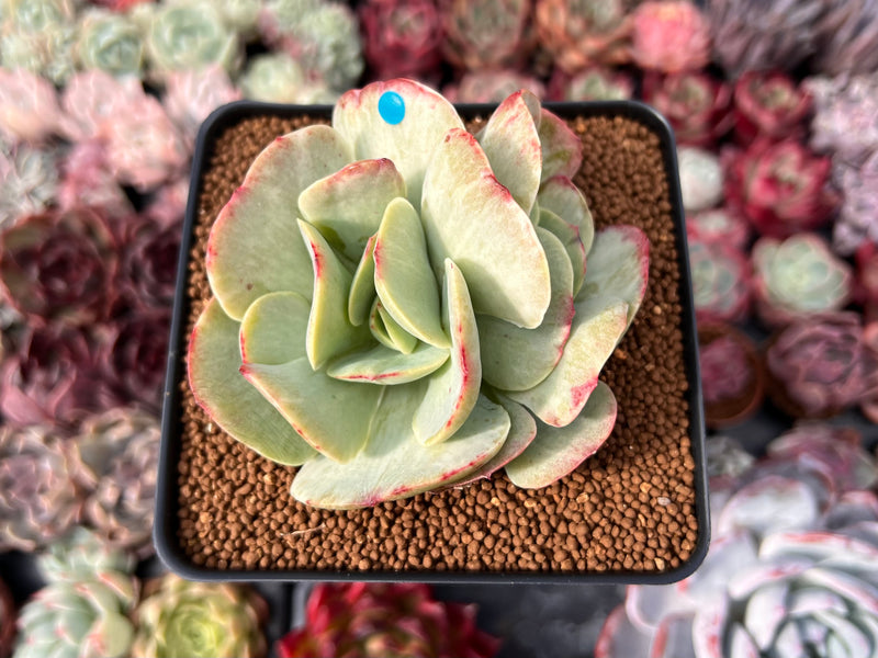 Echeveria ‘Mocha’ Variegated 4" Succulent Plant