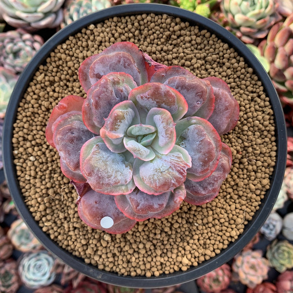 Echeveria 'Hearts Delight' 3" Succulent Plant