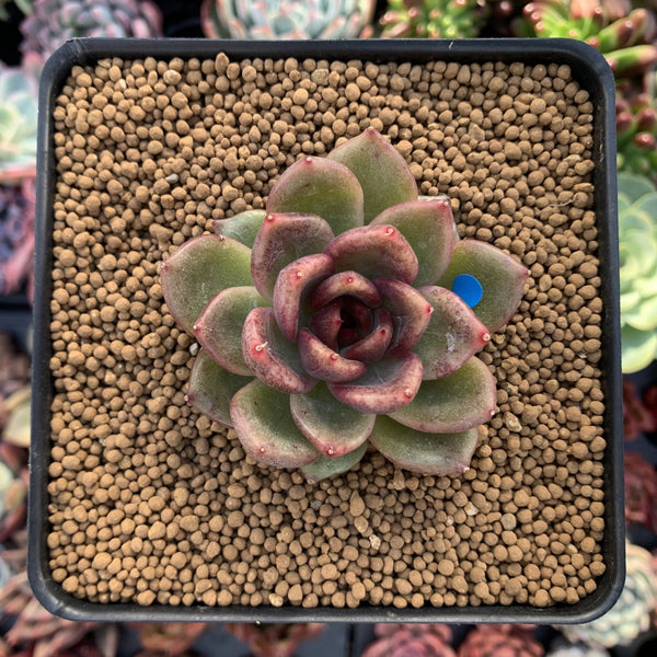 Echeveria Agavoides 'Black Queen' 2"-3" Succulent Plant