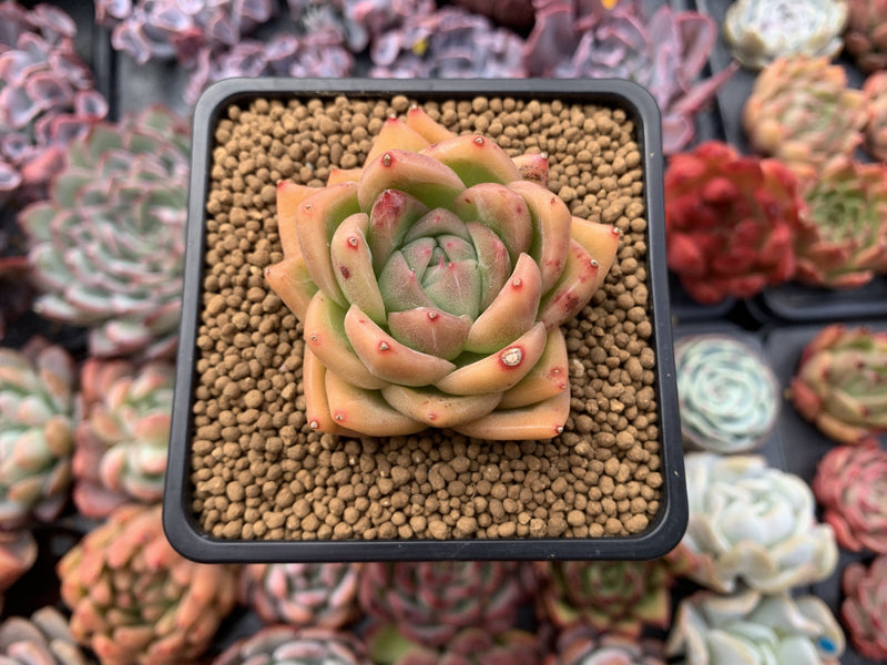 Echeveria Agavoides 'Snow Elian' 2" Succulent Plant