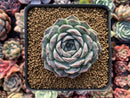 Echeveria 'Giro' 3" Succulent Plant