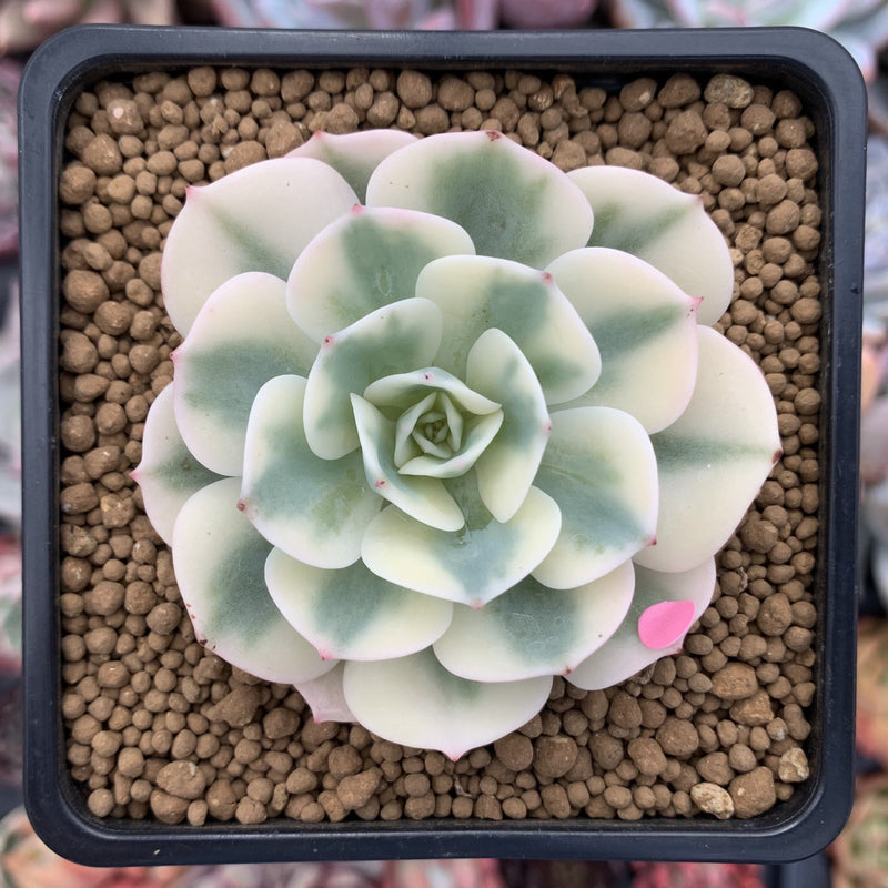 Echeveria 'Compton Carousel' Variegated 2" Succulent Plant