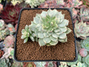 Echeveria 'Olivia' Variegated 2"-3" Succulent Plant