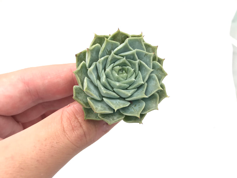 Echeveria 'Helena' 1" Rare Succulent Plant