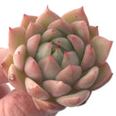 Echeveria Agavoides 'Timmo' 1" Rare Succulent Plant