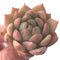 Echeveria Agavoides 'Timmo' 1" Rare Succulent Plant