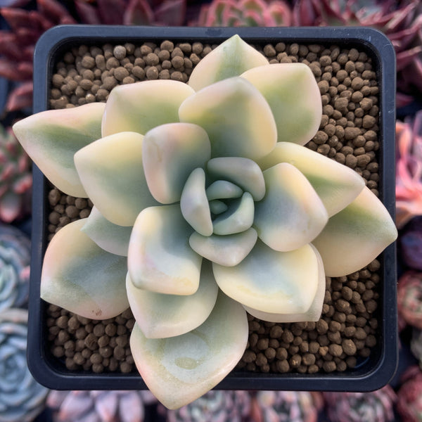 Graptoveria 'Opalina' Variegated 3" Succulent Plant