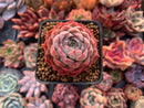 Echeveria 'Charles Rose' 1"-2" Succulent Plant