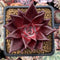 Echeveria Agavoides 'Luming' 3" Succulent Plant