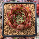 Echeveria Agavoides 'Lipstick' 2"-3" Succulent Plant