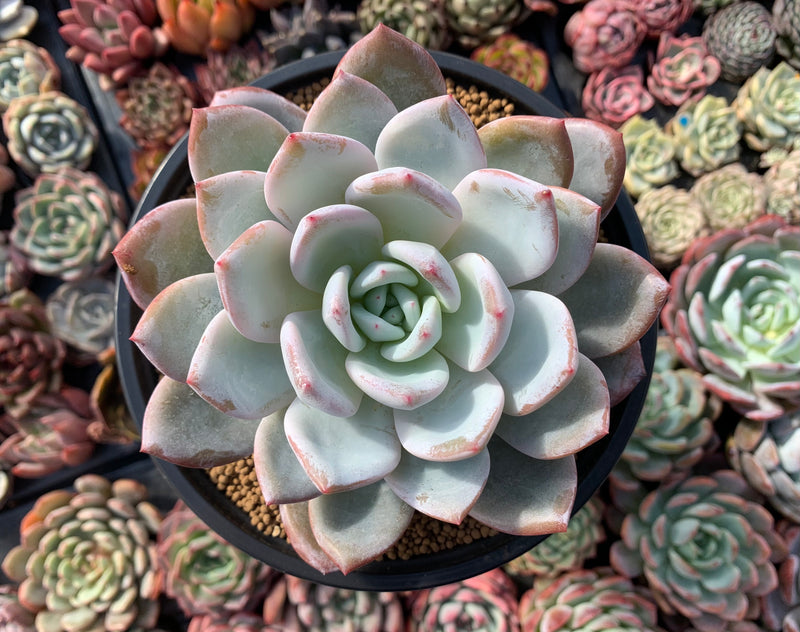 Echeveria 'Ivory' 7" Extra Large Powdery Succulent Plant