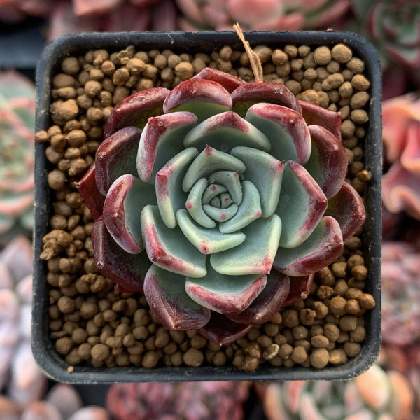 Echeveria 'Sarahime' 1" Succulent Plant