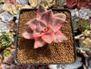 Graptopetalum 'Bainesii' Variegated 3" Succulent Plant