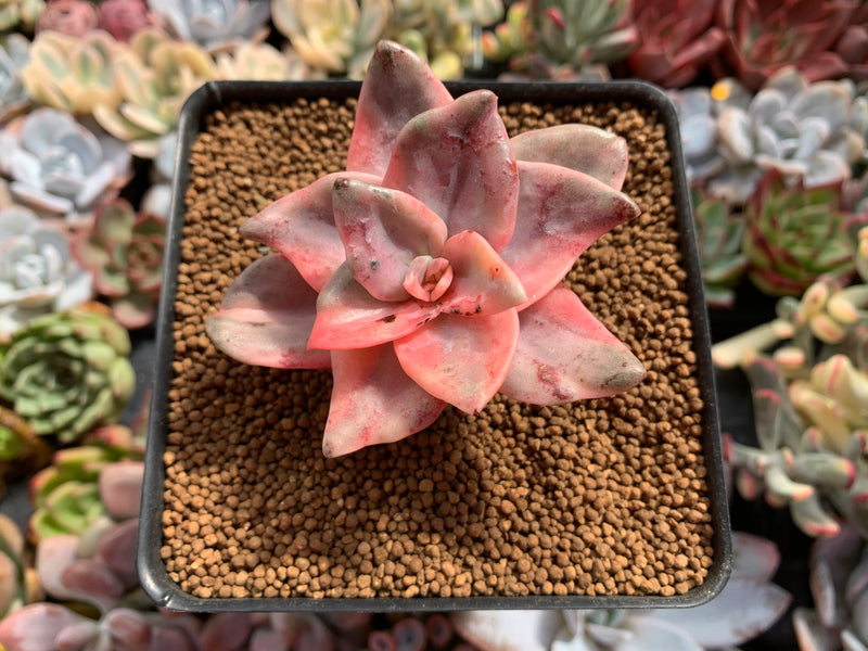 Graptopetalum 'Bainesii' Variegated 3" Succulent Plant