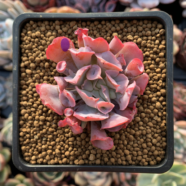 Echeveria 'Trumpet Pinky' 2"-3" Succulent Plant