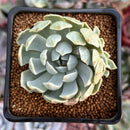 Echeveria 'Angel-In-Us' Variegated 2" Succulent Plant