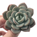 Echeveria 'Ice Cream' 2" Succulent Plant