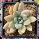 Graptoveria 'Opalina' Variegated 3" Succulent Plant