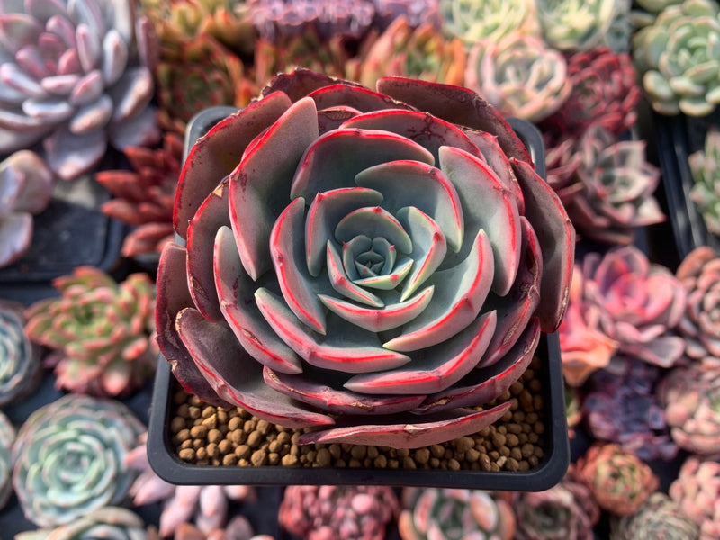 Echeveria 'Muesli' 3” Rare Succulent Plant