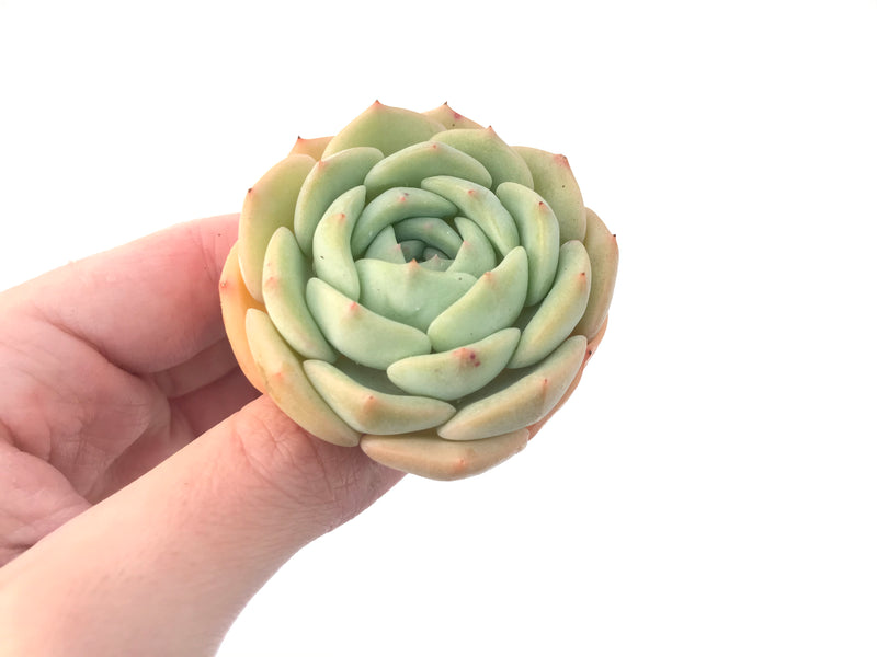 Echeveria 'Gold Cream' 3" New Hybrid Succulent Plant