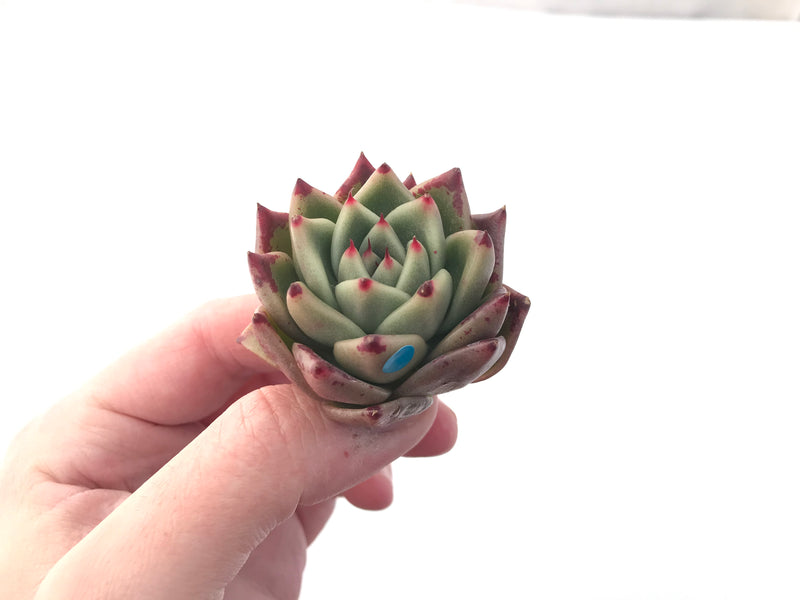 Echeveria Agavoides 'Kobane' 2" Rare Succulent Plant