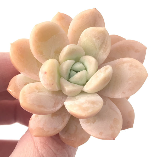 Echeveria 'Muellerl' 1"-2" New Hybrid Succulent Plant